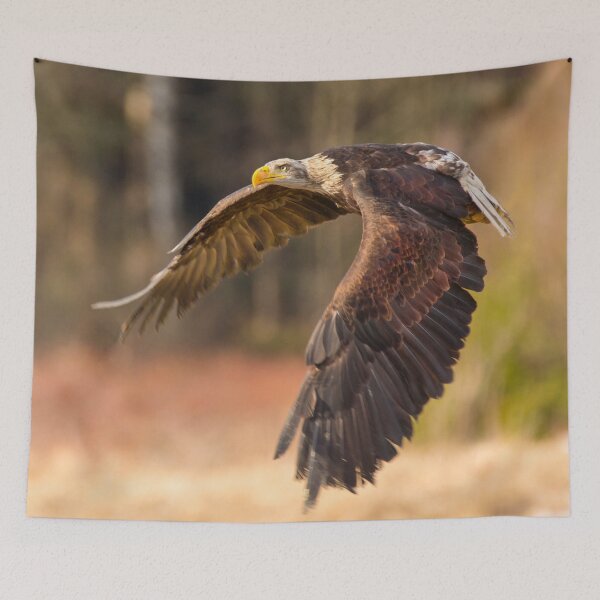 Item preview, Bald Eagle in Flight designed and sold by Dave Hare Photography.