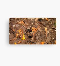 Halloween black widow spider Canvas Print