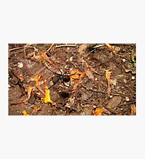 Halloween black widow spider Photographic Print