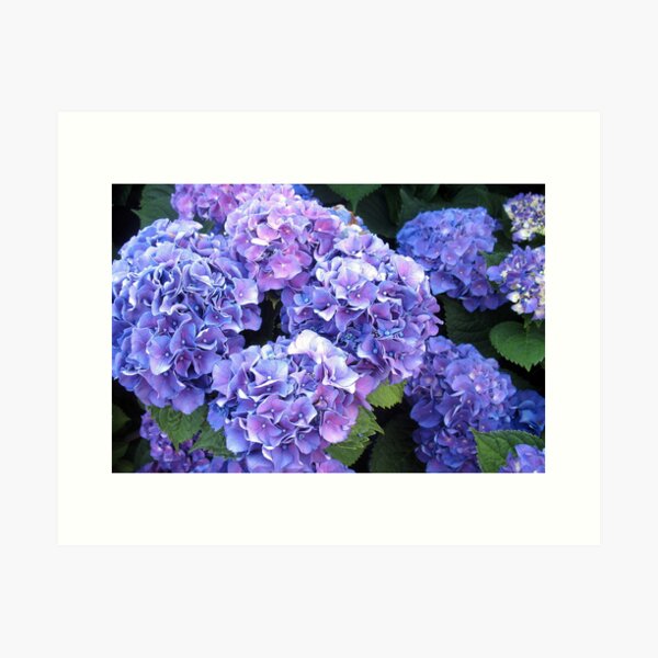 Item preview, LUSH BLUE HYDRANGEAS designed and sold by Joan Harrison.