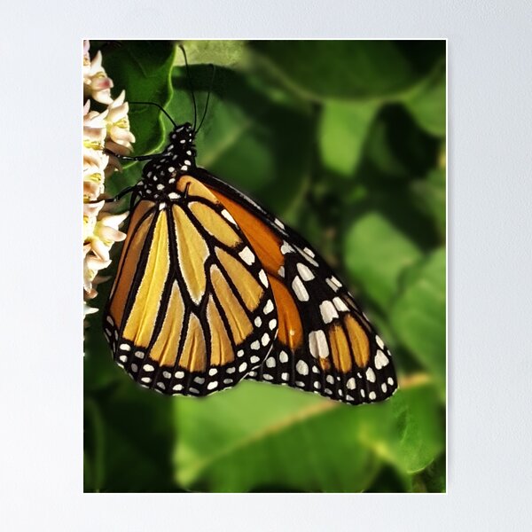 Item preview, Enjoying the Milkweed designed and sold by Jing3011.