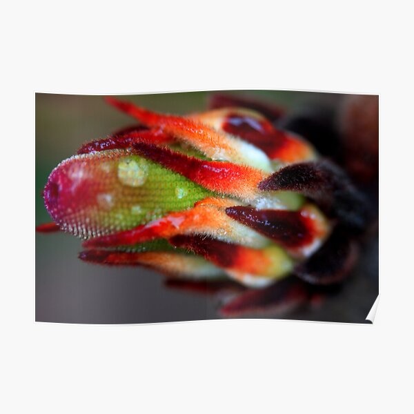 Banksia robur Poster