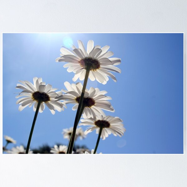 Item preview, Daisies in the Sky designed and sold by becky-lou.