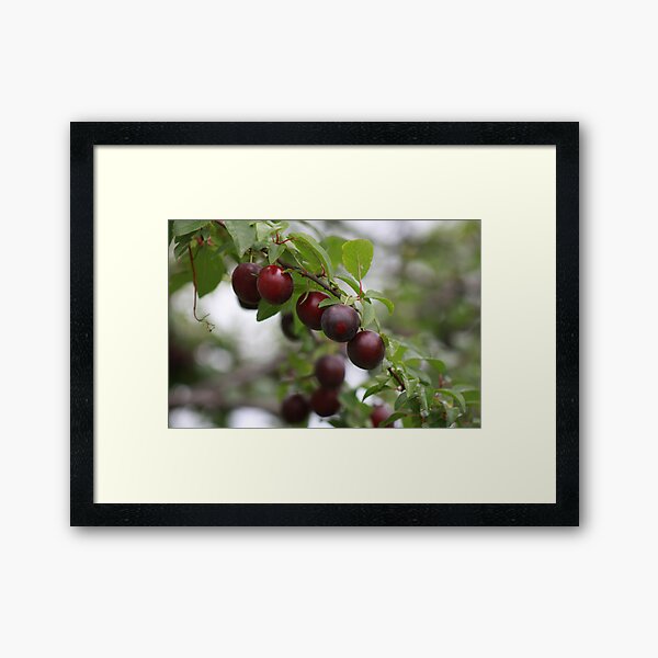 Red Plums Framed Art Print