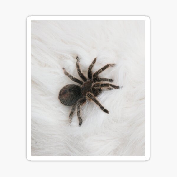 Item preview, Tarantula on Fur designed and sold by HSPhotography.