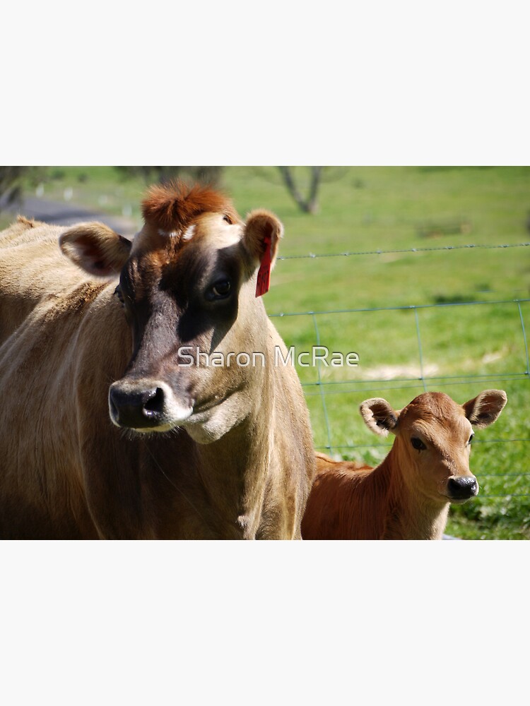 Mother and baby-Jersey Cow Greeting Card for Sale by Sharon McRae