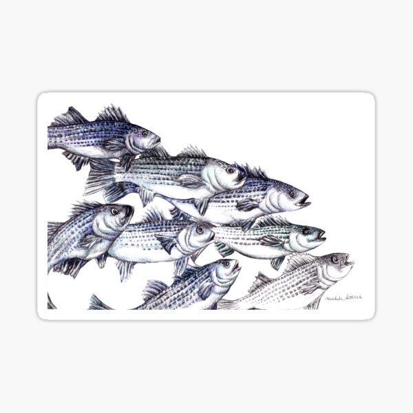 Striped Bass Ink Drawing Old School - in Marine Blue Sticker for Sale by  Michelebuttons