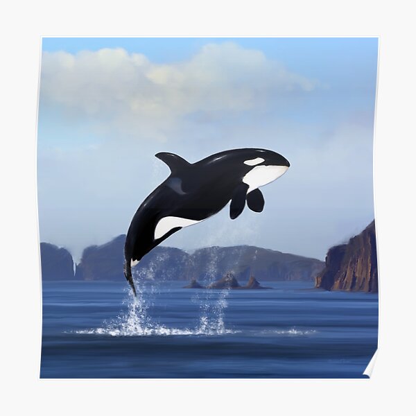Orca Breaching Poster