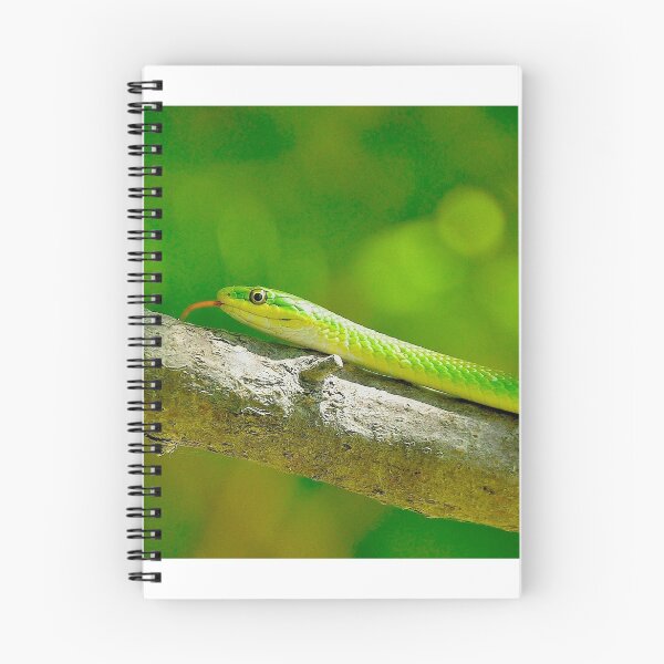 Aperçu de l'œuvre Green Snake créée et vendue par Da Vincie .