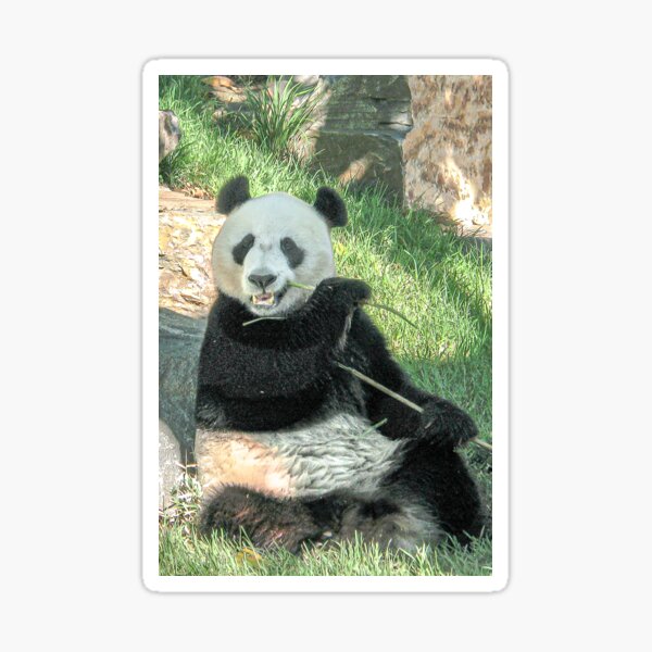 Wang Wang - Panda Eating Sticker