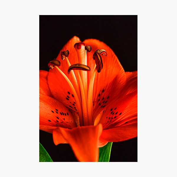 Item preview, Orange Lilly  designed and sold by Saija  Lehtonen.