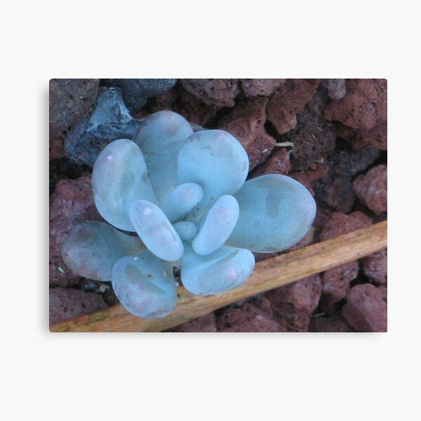 Unknown Blue (Sedum Tears of Joy?) Canvas Print