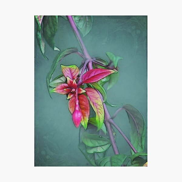 ~ Fuchsia ~ Photographic Print