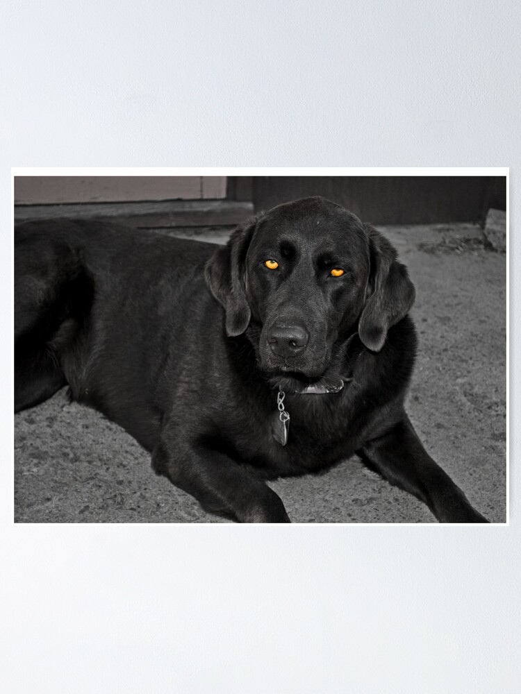 Thumbnail 1 of 3, Poster, Yellow Eyed Sweetie designed and sold by Jdubphotog.