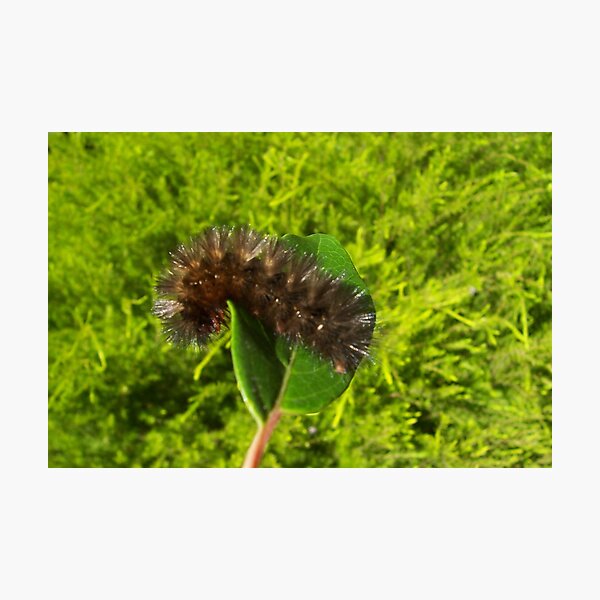 no change no butterflys Photographic Print