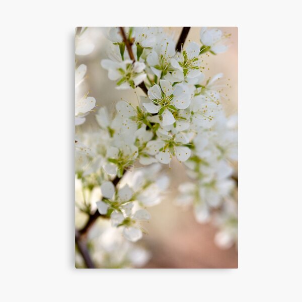 Found: Blossom Happy-ness Canvas Print