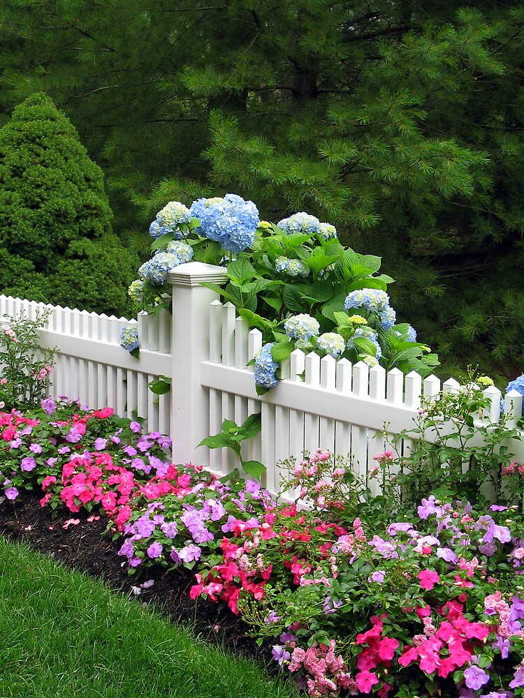 BLUE MOPHEADS HUGGING CAPE COD FENCE by blueflowerfarm