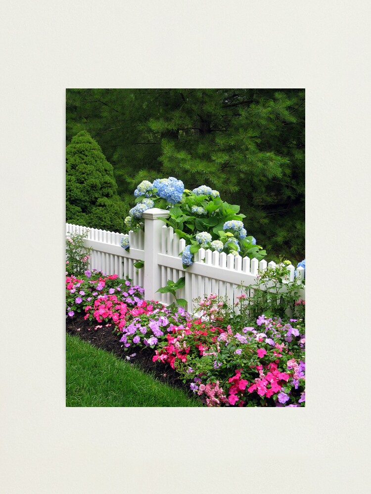 Alternate view of BLUE MOPHEADS HUGGING CAPE COD FENCE Photographic Print