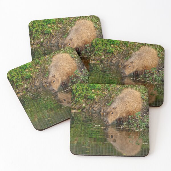 Item preview, Capybara taking the water designed and sold by Dalyndigital Photography.