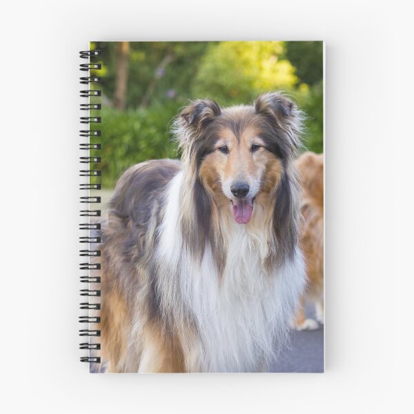 Item preview, Diamond And Gold Collies designed and sold by KarenWoodArt.