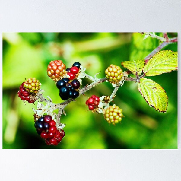 Item preview, colourful fruitiness designed and sold by xxnatbxx.