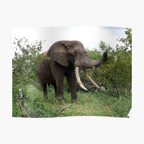 Ezulwini the gentle giant Poster