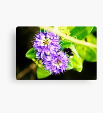 bumble Canvas Print