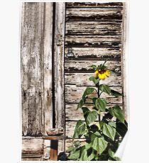 Sunny Spot Poster