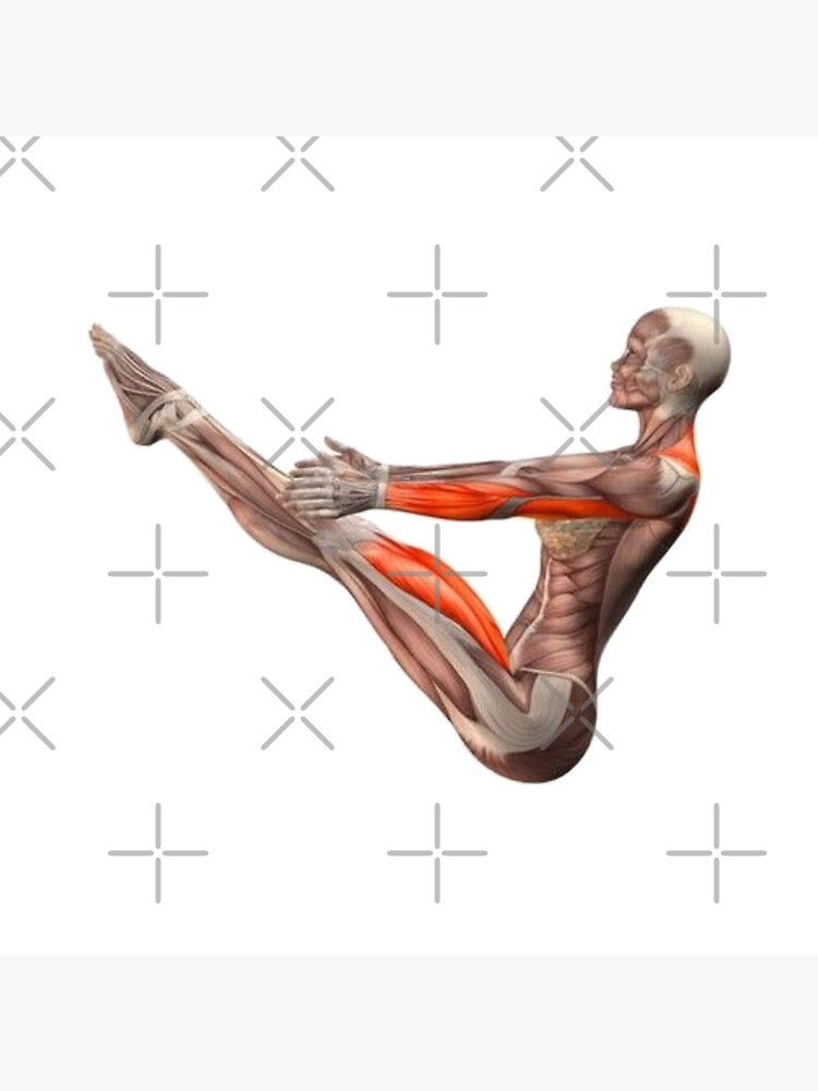 « Dessins Musculo-squelettique des positions de Yoga » par rodolphe-a