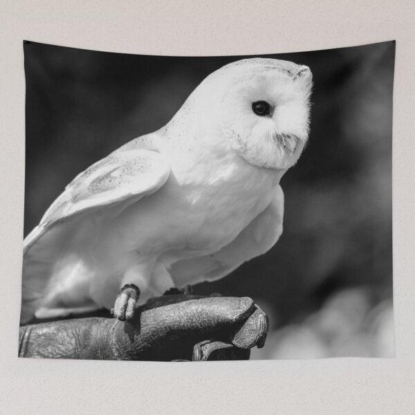 Item preview, Owl photo designed and sold by LauraKCaldPhoto.