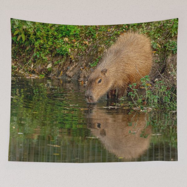 Item preview, Capybara taking the water designed and sold by Dalyndigital Photography.