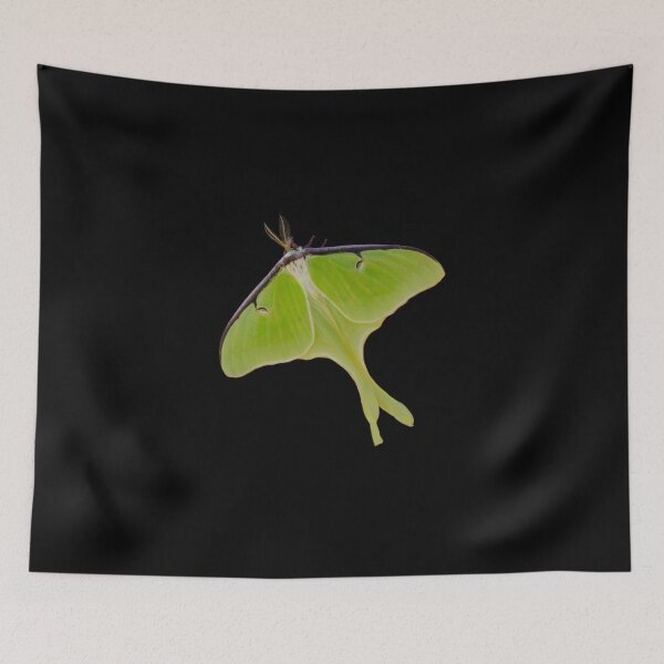 Aperçu de l'œuvre Luna moth créée et vendue par Pegasene.