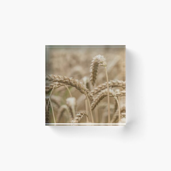 Item preview, Golden Wheat designed and sold by DiFigianoPhoto.