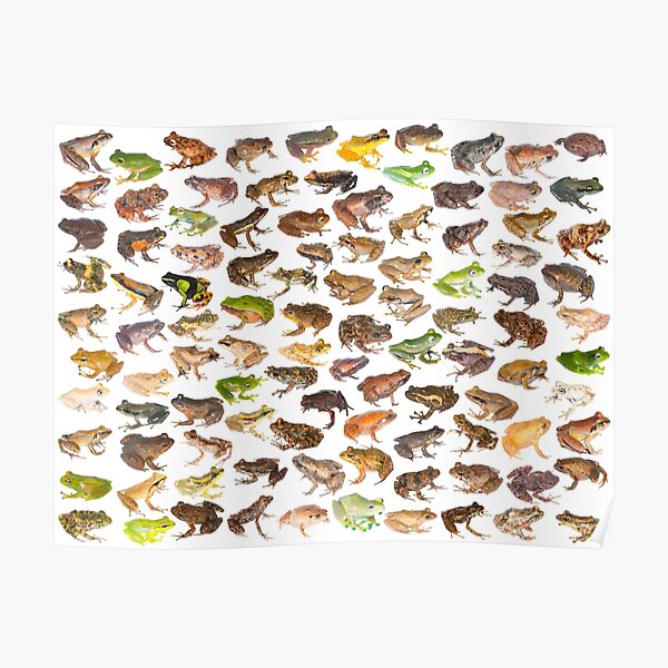 101 Frogs of Madagascar, First Edition Poster