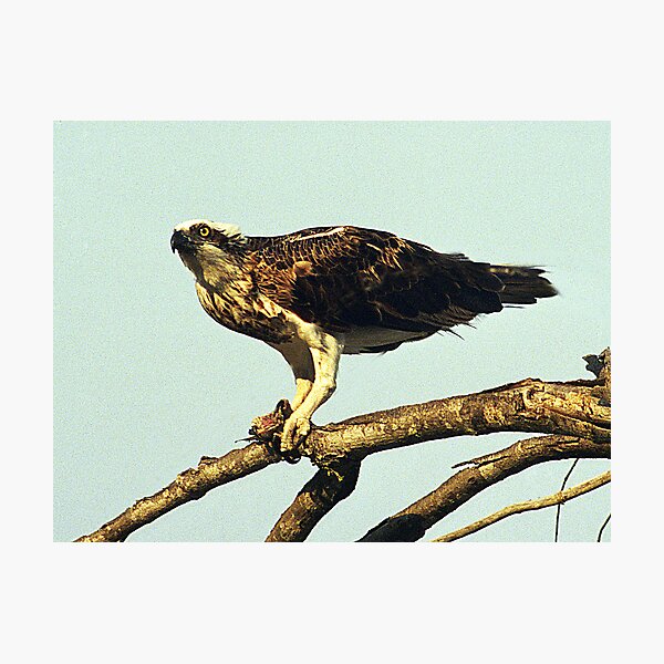 Osprey - Hervey Bay, Queensland Photographic Print