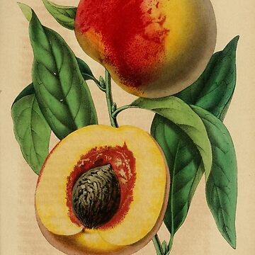 Artwork thumbnail, "Shall I part my hair behind? Shall I dare to eat a peach?" T.S. Eliot by picsoncotton