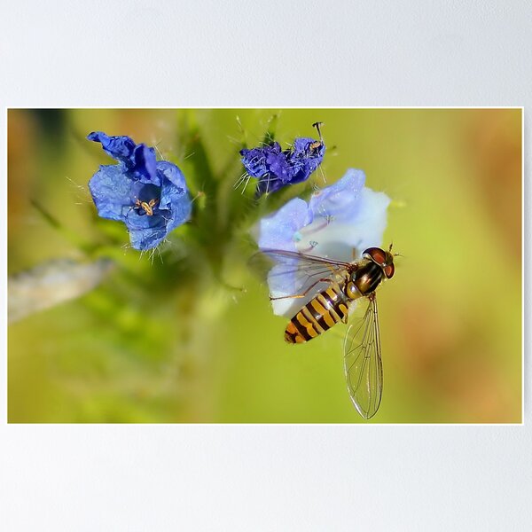 Item preview, Hoverfly  / Episyrphus balteatus designed and sold by relayer51.