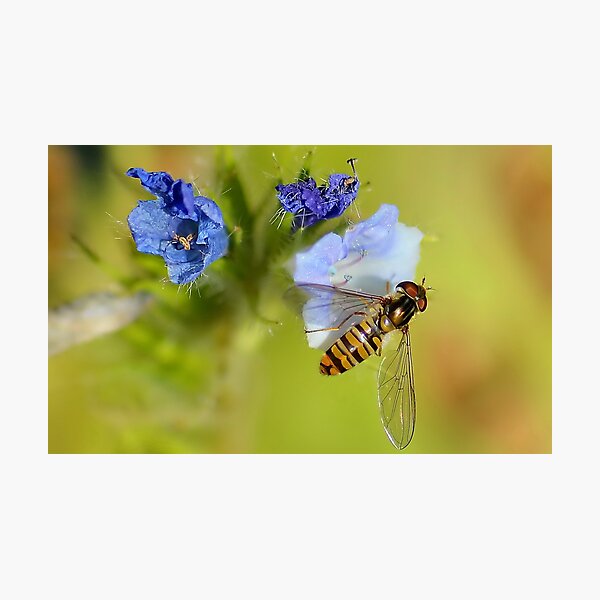 Hoverfly / Episyrphus balteatus Photographic Print