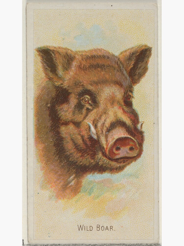 Vintage Wild Boar Illustration 18 Greeting Card By Bravuramedia Redbubble