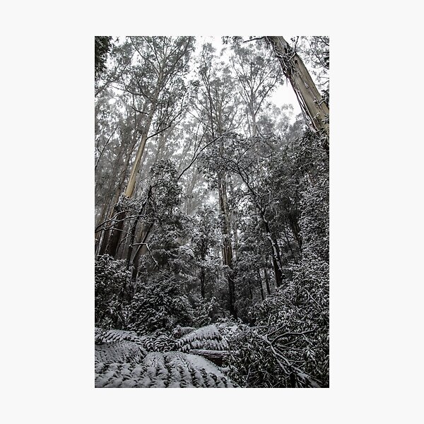 Item preview, Forest of White designed and sold by Tim  Bourner.