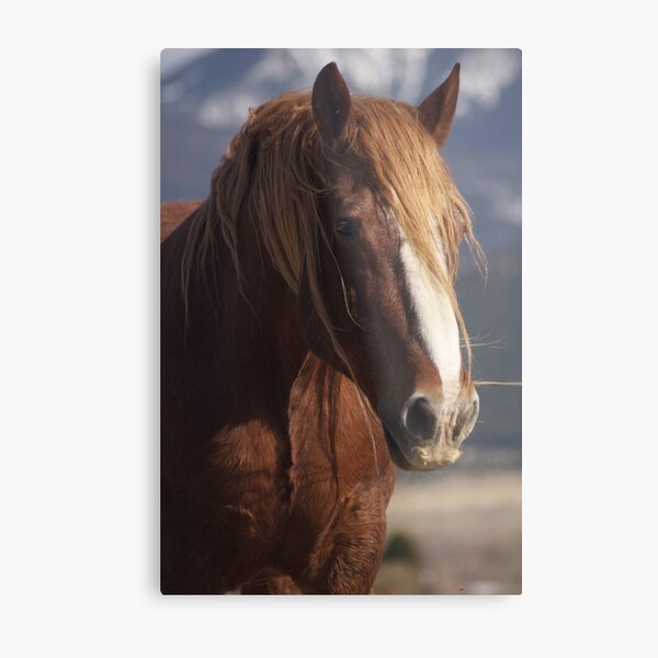 Tatanka Spirit looks on Metal Print