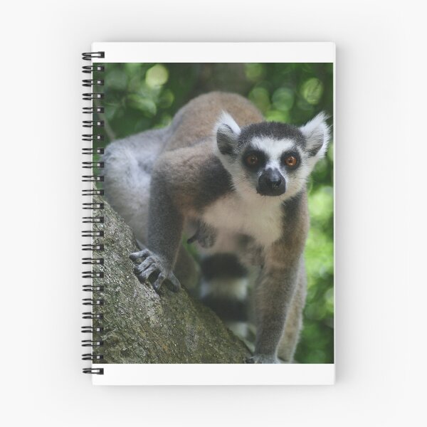 Item preview, Ringtail Lemur Staring designed and sold by Jane McDougall.