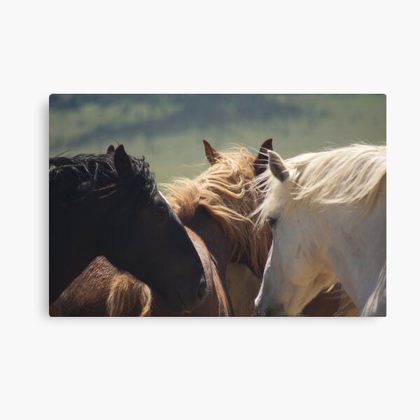Enjoying the day Canvas Print