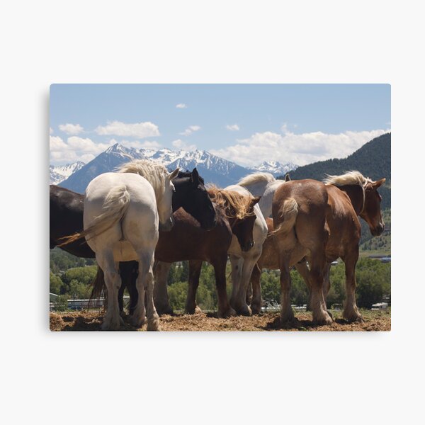 Manes & Tails Canvas Print