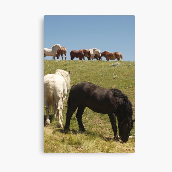 Eight is enough? Canvas Print