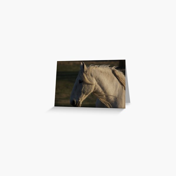 Grace of Knight Greeting Card