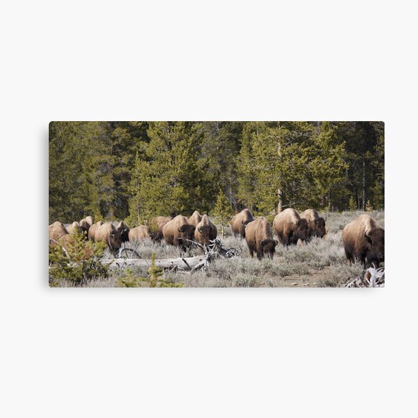 A Thunder of Earth Canvas Print