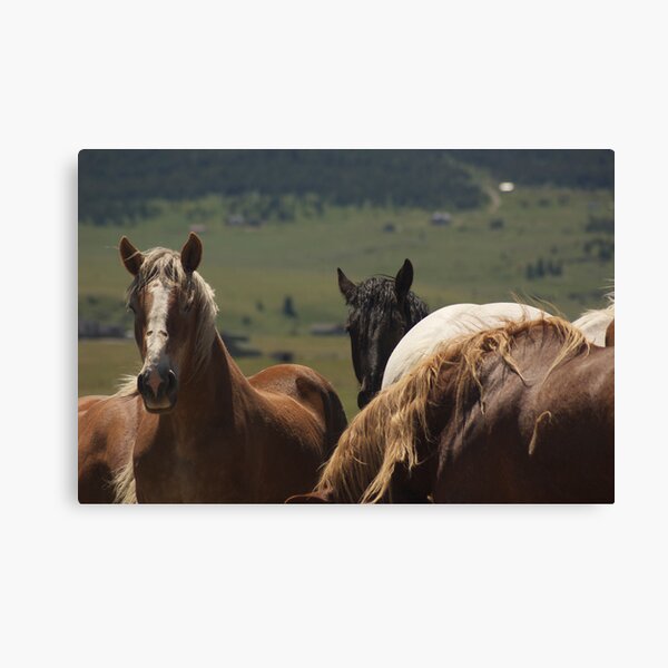 Over here! Canvas Print