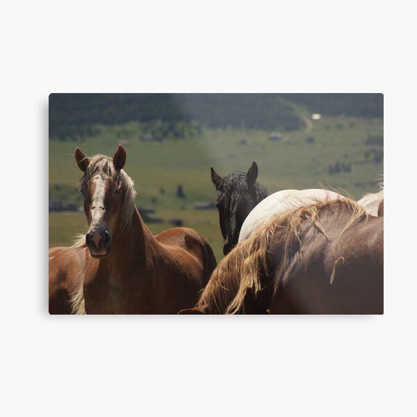 Over here! Metal Print