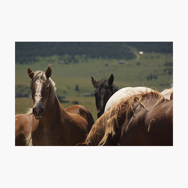 Over here! Photographic Print